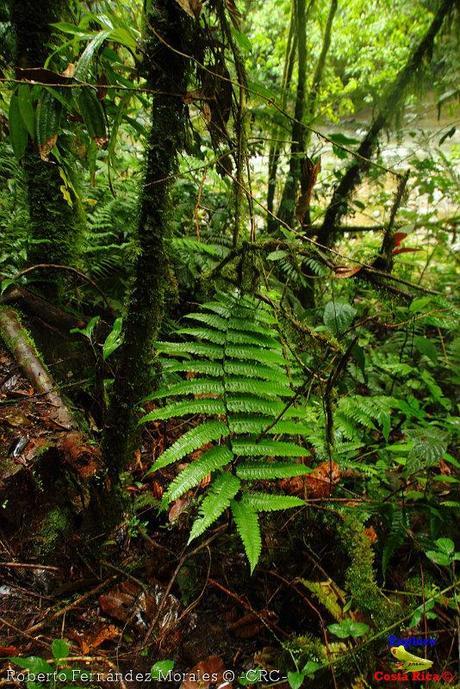 Refugio de Vida Silvestre La Marta -Senderos- (Pejibaye de Jiménez de Cartago) Refugio de Vida Silvestre La Marta -Senderos- (Pejibaye de Jiménez de Cartago)