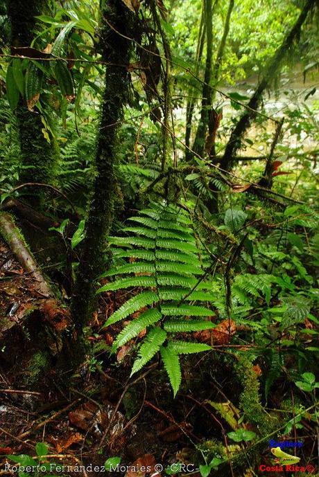 Refugio de Vida Silvestre La Marta -Senderos- (Pejibaye de Jiménez de Cartago)