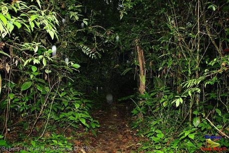 Refugio de Vida Silvestre La Marta -Senderos- (Pejibaye de Jiménez de Cartago)