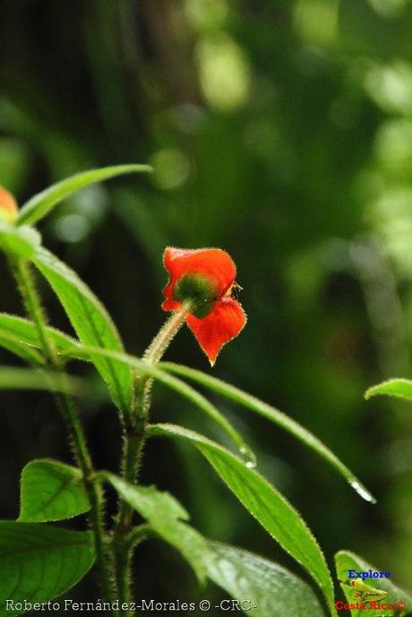 Refugio de Vida Silvestre La Marta -Senderos- (Pejibaye de Jiménez de Cartago)