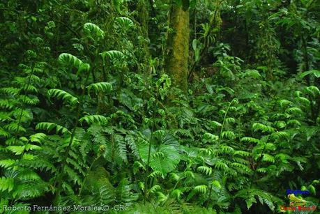 Refugio de Vida Silvestre La Marta -Senderos- (Pejibaye de Jiménez de Cartago)