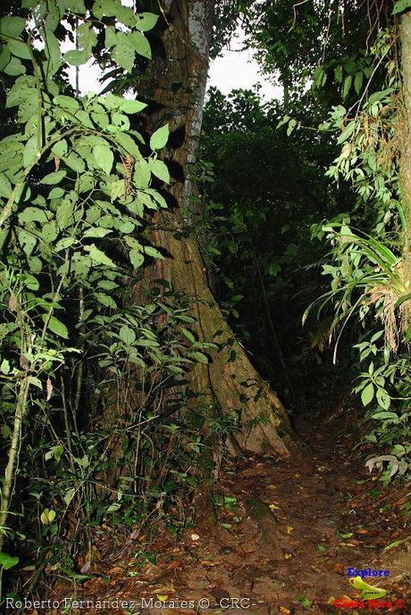 Refugio de Vida Silvestre La Marta -Senderos- (Pejibaye de Jiménez de Cartago)