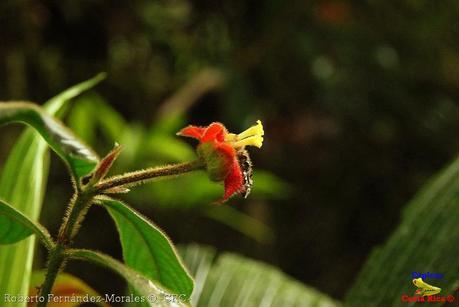 Refugio de Vida Silvestre La Marta -Senderos- (Pejibaye de Jiménez de Cartago)