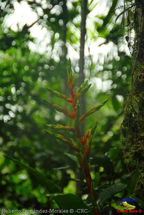 Refugio de Vida Silvestre La Marta -Senderos- (Pejibaye de Jiménez de Cartago)