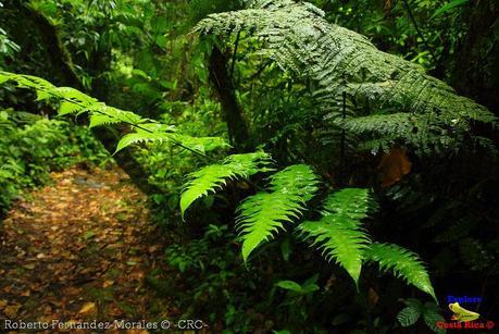 Refugio de Vida Silvestre La Marta -Senderos- (Pejibaye de Jiménez de Cartago)