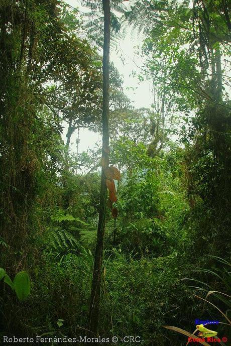 Refugio de Vida Silvestre La Marta -Senderos- (Pejibaye de Jiménez de Cartago)