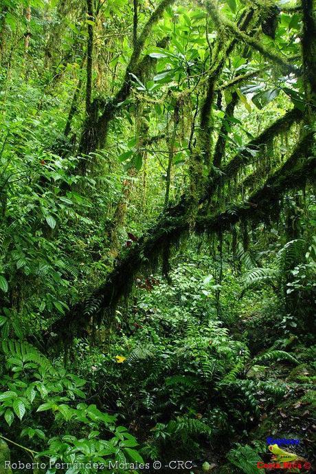 Refugio de Vida Silvestre La Marta -Senderos- (Pejibaye de Jiménez de Cartago)