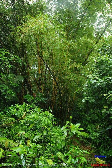 Refugio de Vida Silvestre La Marta -Senderos- (Pejibaye de Jiménez de Cartago)