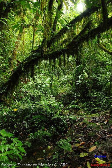 Refugio de Vida Silvestre La Marta -Senderos- (Pejibaye de Jiménez de Cartago)