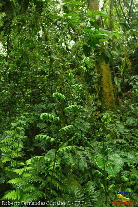 Refugio de Vida Silvestre La Marta -Senderos- (Pejibaye de Jiménez de Cartago)