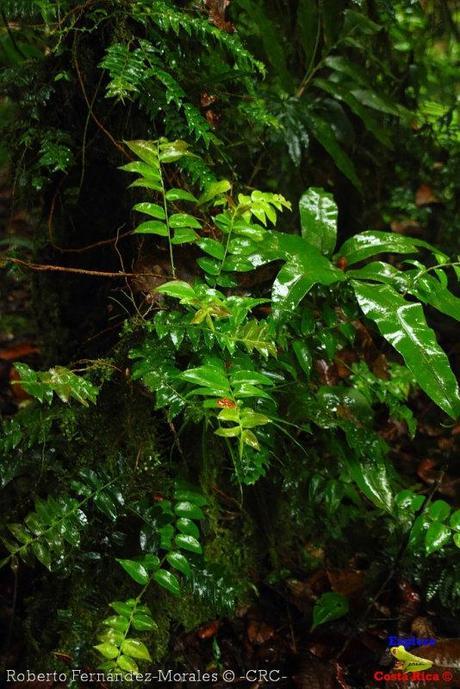 Refugio de Vida Silvestre La Marta -Senderos- (Pejibaye de Jiménez de Cartago)