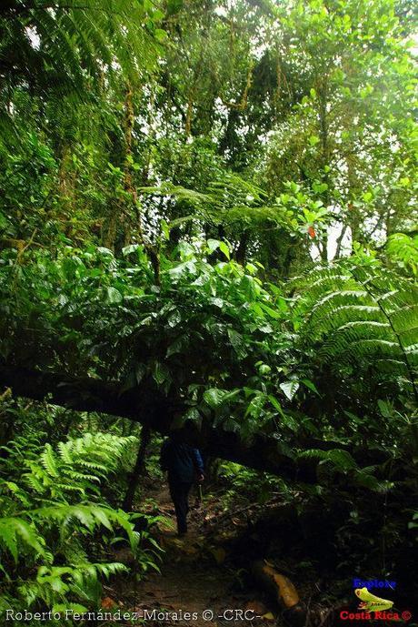 Refugio de Vida Silvestre La Marta -Senderos- (Pejibaye de Jiménez de Cartago)