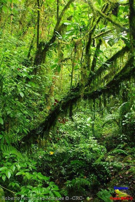 Refugio de Vida Silvestre La Marta -Senderos- (Pejibaye de Jiménez de Cartago) Refugio de Vida Silvestre La Marta -Senderos- (Pejibaye de Jiménez de Cartago)