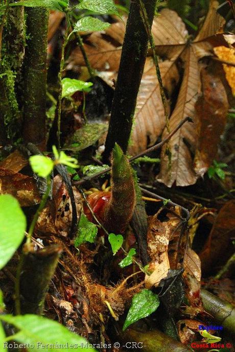 Refugio de Vida Silvestre La Marta -Senderos- (Pejibaye de Jiménez de Cartago)