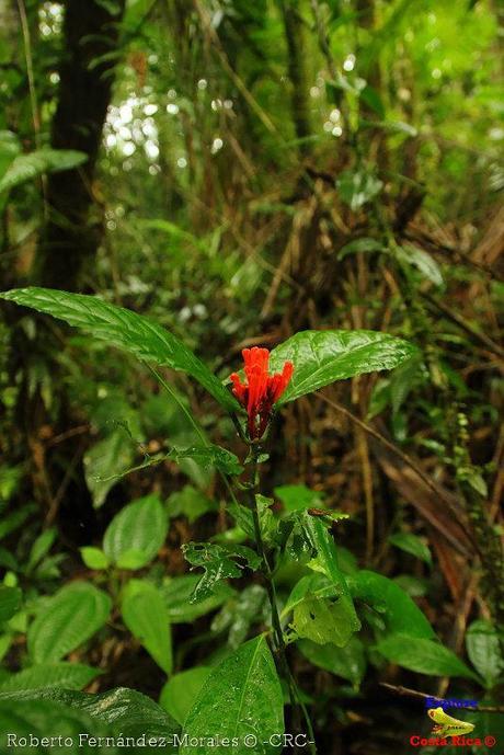 Refugio de Vida Silvestre La Marta -Senderos- (Pejibaye de Jiménez de Cartago)