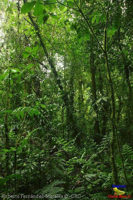 Refugio de Vida Silvestre La Marta -Senderos- (Pejibaye de Jiménez de Cartago)