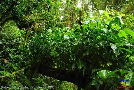 Refugio de Vida Silvestre La Marta -Senderos- (Pejibaye de Jiménez de Cartago)