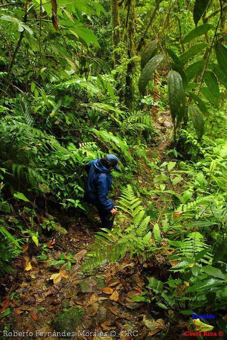 Refugio de Vida Silvestre La Marta -Senderos- (Pejibaye de Jiménez de Cartago)