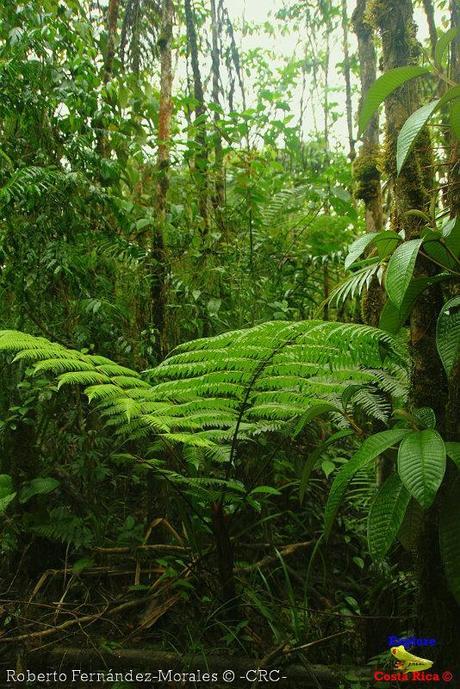 Refugio de Vida Silvestre La Marta -Senderos- (Pejibaye de Jiménez de Cartago) Refugio de Vida Silvestre La Marta -Senderos- (Pejibaye de Jiménez de Cartago)