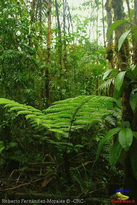 Refugio de Vida Silvestre La Marta -Senderos- (Pejibaye de Jiménez de Cartago)