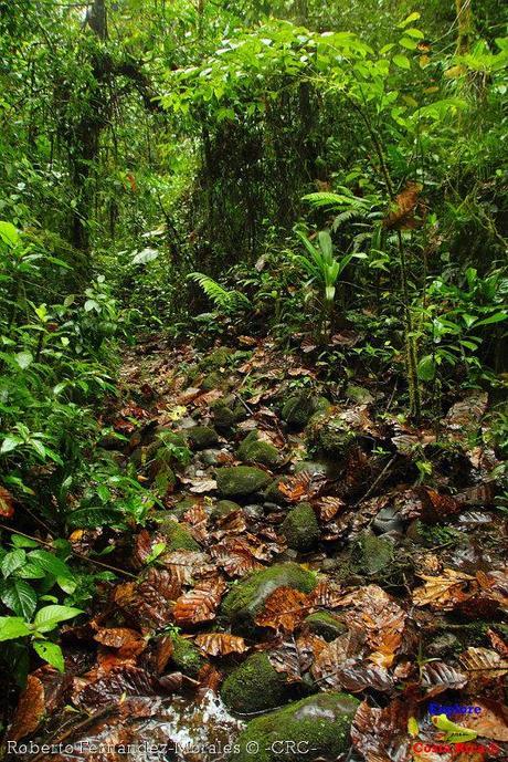 Refugio de Vida Silvestre La Marta -Senderos- (Pejibaye de Jiménez de Cartago)