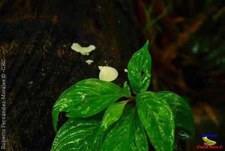 Refugio de Vida Silvestre La Marta -Senderos- (Pejibaye de Jiménez de Cartago)