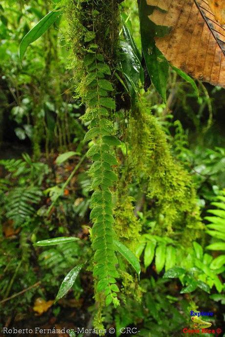 Refugio de Vida Silvestre La Marta -Senderos- (Pejibaye de Jiménez de Cartago)