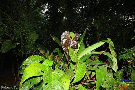 Refugio de Vida Silvestre La Marta -Senderos- (Pejibaye de Jiménez de Cartago)