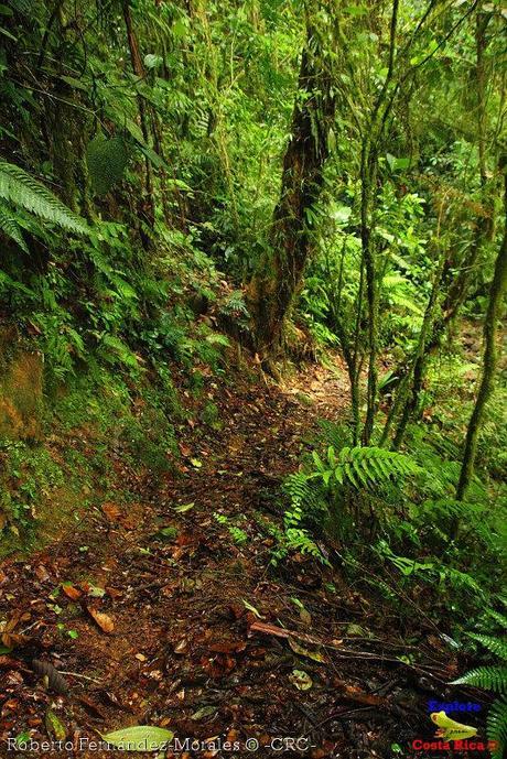 Refugio de Vida Silvestre La Marta -Senderos- (Pejibaye de Jiménez de Cartago) Refugio de Vida Silvestre La Marta -Senderos- (Pejibaye de Jiménez de Cartago)