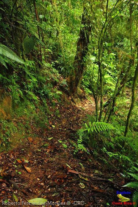 Refugio de Vida Silvestre La Marta -Senderos- (Pejibaye de Jiménez de Cartago)