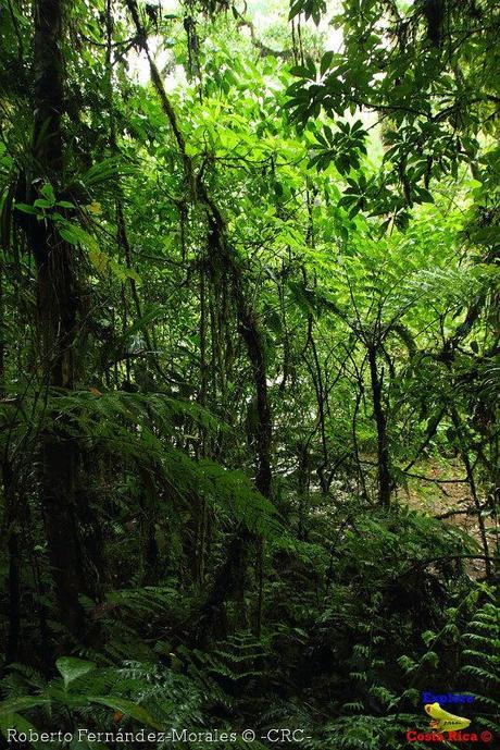 Refugio de Vida Silvestre La Marta -Senderos- (Pejibaye de Jiménez de Cartago)