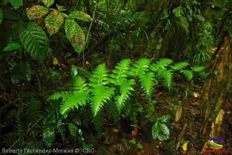 Refugio de Vida Silvestre La Marta -Senderos- (Pejibaye de Jiménez de Cartago)