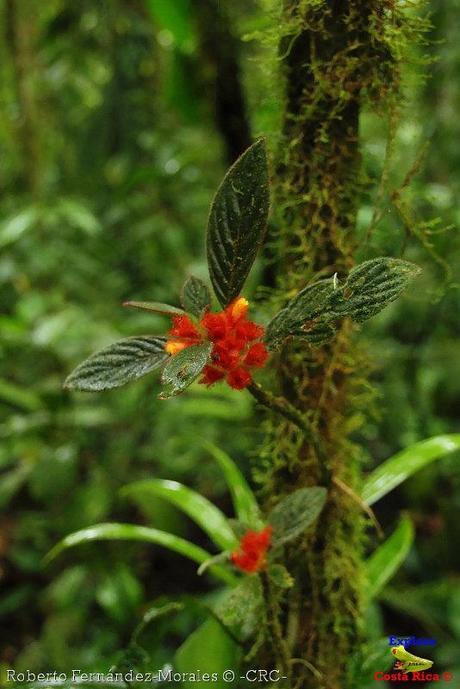 Refugio de Vida Silvestre La Marta -Senderos- (Pejibaye de Jiménez de Cartago)