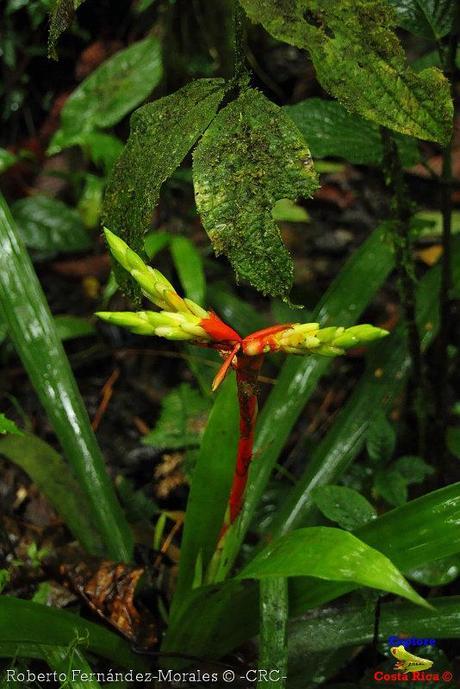 Refugio de Vida Silvestre La Marta -Senderos- (Pejibaye de Jiménez de Cartago)