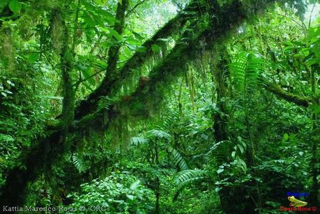 Refugio de Vida Silvestre La Marta -Senderos- (Pejibaye de Jiménez de Cartago)