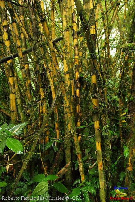 Refugio de Vida Silvestre La Marta -Senderos- (Pejibaye de Jiménez de Cartago)