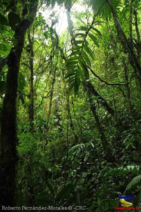 Refugio de Vida Silvestre La Marta -Senderos- (Pejibaye de Jiménez de Cartago)