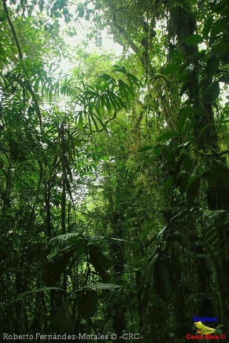 Refugio de Vida Silvestre La Marta -Senderos- (Pejibaye de Jiménez de Cartago)