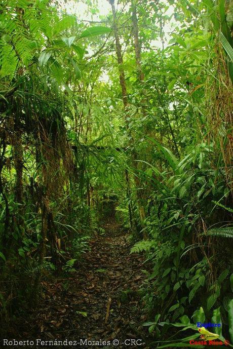 Refugio de Vida Silvestre La Marta -Senderos- (Pejibaye de Jiménez de Cartago) Refugio de Vida Silvestre La Marta -Senderos- (Pejibaye de Jiménez de Cartago)