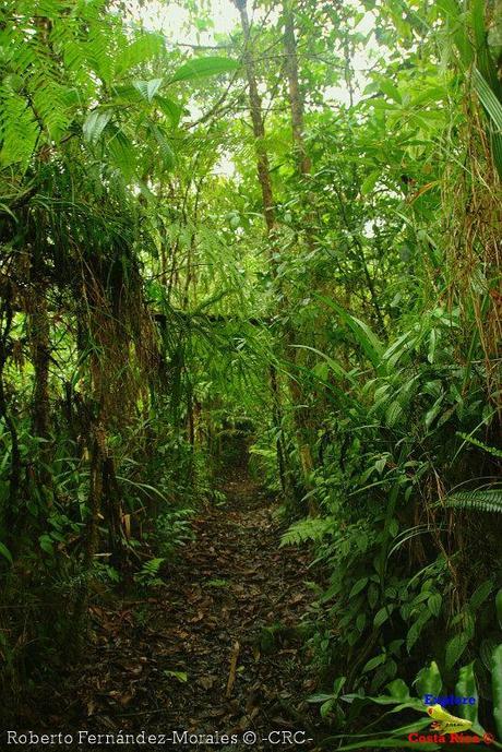 Refugio de Vida Silvestre La Marta -Senderos- (Pejibaye de Jiménez de Cartago)