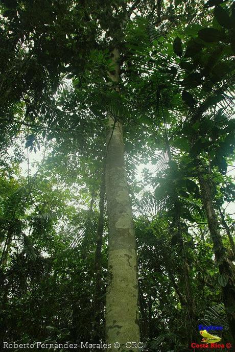 Refugio de Vida Silvestre La Marta -Senderos- (Pejibaye de Jiménez de Cartago)