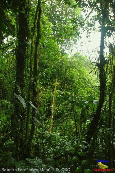 Refugio de Vida Silvestre La Marta -Senderos- (Pejibaye de Jiménez de Cartago)