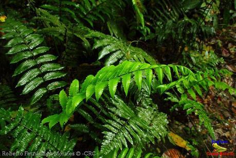 Refugio de Vida Silvestre La Marta -Senderos- (Pejibaye de Jiménez de Cartago)