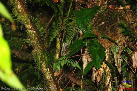 Refugio de Vida Silvestre La Marta -Senderos- (Pejibaye de Jiménez de Cartago)