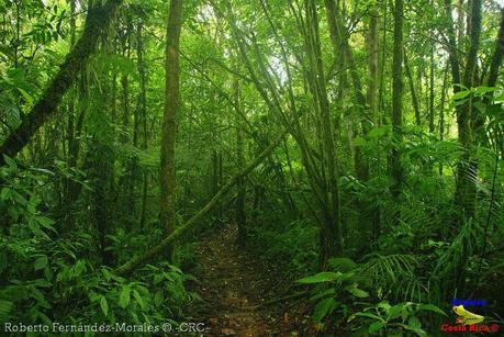 Refugio de Vida Silvestre La Marta -Senderos- (Pejibaye de Jiménez de Cartago)