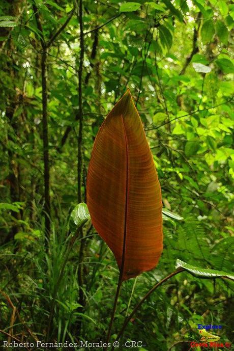 Refugio de Vida Silvestre La Marta -Senderos- (Pejibaye de Jiménez de Cartago)