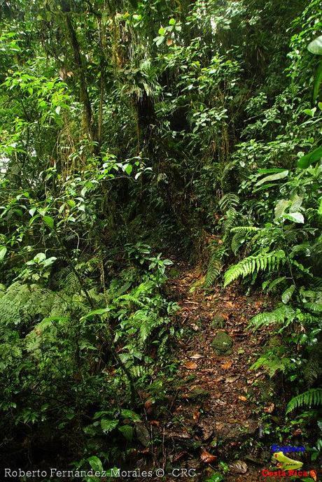 Refugio de Vida Silvestre La Marta -Senderos- (Pejibaye de Jiménez de Cartago)