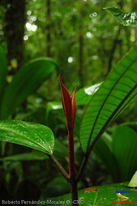 Refugio de Vida Silvestre La Marta -Senderos- (Pejibaye de Jiménez de Cartago)