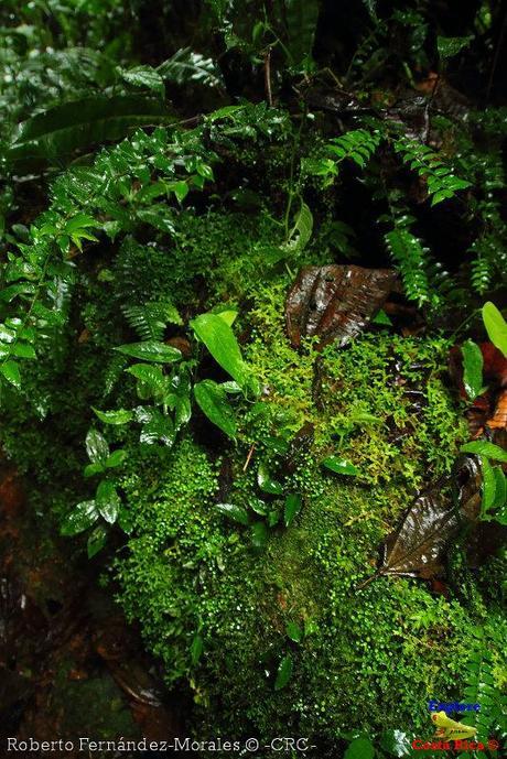 Refugio de Vida Silvestre La Marta -Senderos- (Pejibaye de Jiménez de Cartago)