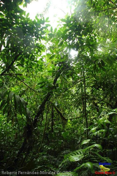 Refugio de Vida Silvestre La Marta -Senderos- (Pejibaye de Jiménez de Cartago)